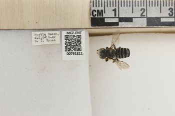 Media type: image;   Entomology 791811 Aspect: Labels